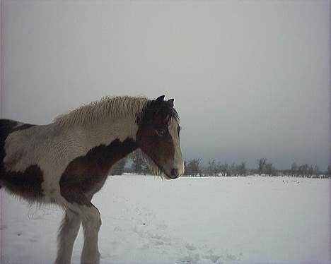 Irish Cob Frydendal's Liothlaith billede 14