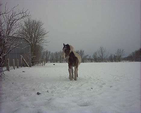 Irish Cob Frydendal's Liothlaith billede 15