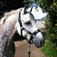 Tysk Sportspony ANTONIO-TABALUGA