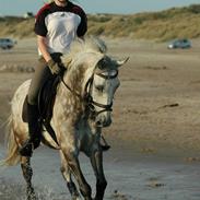 Tysk Sportspony ANTONIO-TABALUGA