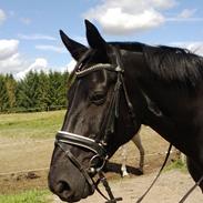 Oldenborg Mayeni Bakkegaard