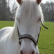 Knabstrupper maringo