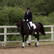 Dansk Varmblod De Luxe R