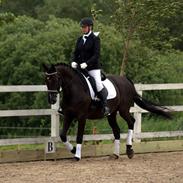 Dansk Varmblod De Luxe R