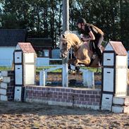 Palomino |  Citta <3