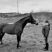 Welsh Cob (sec D) flicka