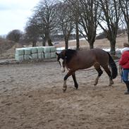 Welsh Cob (sec D) flicka