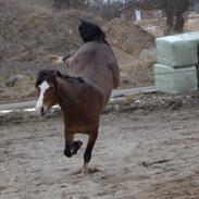 Welsh Cob (sec D) flicka