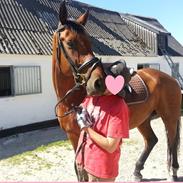 Dansk Varmblod Domaine De Durand