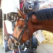 Dansk Varmblod Domaine De Durand