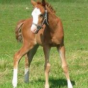 DSP Brandzöed Zoya Bredager