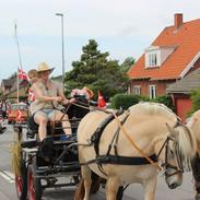 Fjordhest Skjolds Savannah