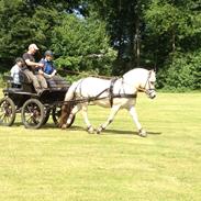 Fjordhest Skjolds Savannah