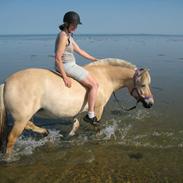 Fjordhest Skjolds Savannah