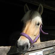 Fjordhest Skjolds Savannah