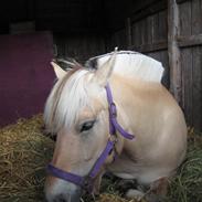 Fjordhest Skjolds Savannah