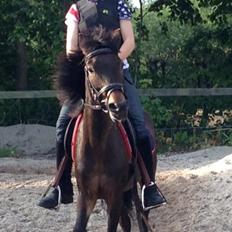 Anden særlig race Hollywood (Holly)