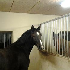 Anden særlig race Bailey