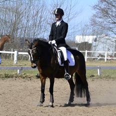 Anden særlig race Bruno Bjørn