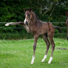 Dansk Varmblod De Mirago
