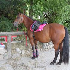 Anden særlig race tasja.