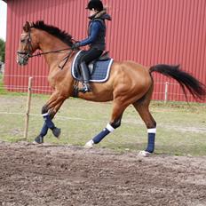 Dansk Varmblod Pari Lord