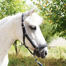 Connemara Maskenkols Calimero