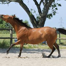 Hollandsk Sportspony Rose (Lille Lady)