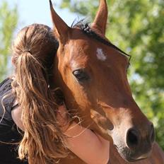 Hollandsk Sportspony Rose (Lille Lady)