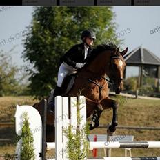 Belgisk varmblod Diablo Van Dabdijhoeve *DRØMME HESTEN*