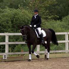 Dansk Varmblod De Luxe R