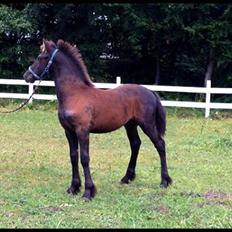 Frieser Uhrbrandsmindes Malik <3