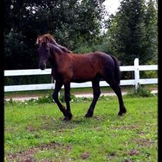 Frieser Uhrbrandsmindes Malik <3