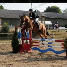 Belgisk varmblod Diablo Van Dabdijhoeve *DRØMME HESTEN*