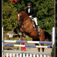 Belgisk varmblod Diablo Van Dabdijhoeve *DRØMME HESTEN*