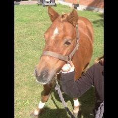 Shetlænder Chalotte