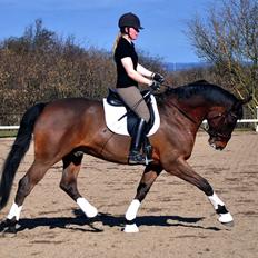 Oldenborg | Strategi Alstrup | B-hest