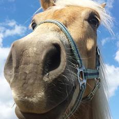 Haflinger Nantino Hestvang