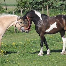 Barockpinto Valencia - Valle <3 - SOLGT