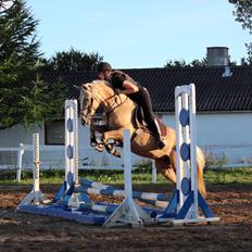 Palomino |  Citta <3