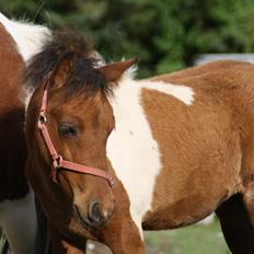 Anden særlig race Miss Casia