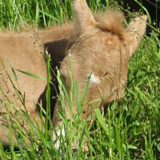 Welsh Partbred (Sec F) Sally