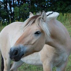 Fjordhest Jasper Pride