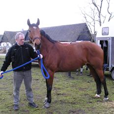 Dansk Varmblod Mølleåens Svetlana