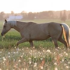 Palomino Rainbow Emily Rose