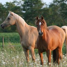 Palomino Rainbow Emily Rose