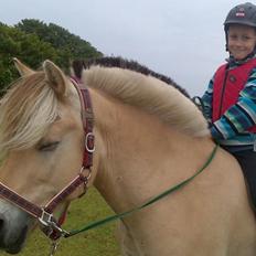 Fjordhest Ponker Præsten