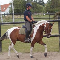 Anden særlig race Fattiggårdens WonderBoy