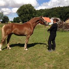 Welsh Cob (sec D) Mr. Roy