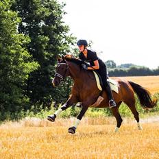 Fuldblod (XX) Fly - Min prins<3